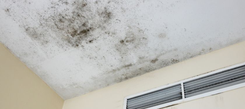 ceiling mold removal